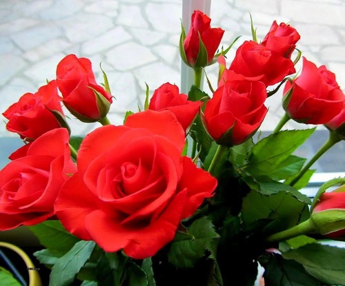 17119_1636272429926379_73055024034984646_n_500